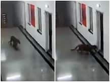 कर्नाटक के मेडिकल कॉलेज में दौड़ता-भागता दिखा तेंदुआ, गंभीर नहीं दिखे फॉरेस्ट अफसर