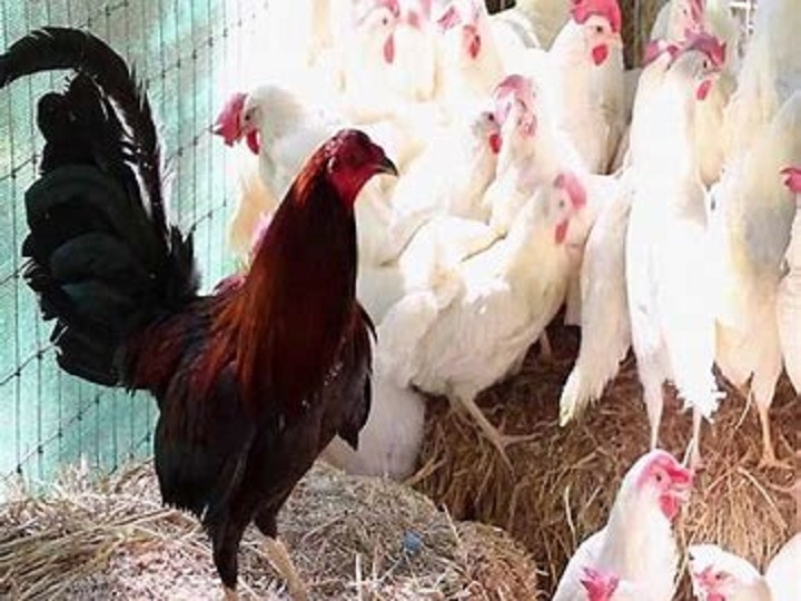 Bird Flu fear in Bihar large number of chickens died in Muzaffarpur ann बिहार में बर्ड फ्लू ने दी दस्तक, मुजफ्फरपुर में बड़ी संख्या में मुर्गियों की मौत