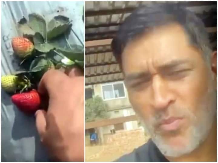MS Dhoni eats Strawberries From Farm video viral MS Dhoni खेत में पहुंचे, स्ट्रॉबेरी खाई और कहा कुछ ऐसा कि वीडियो हुआ वायरल