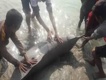 सोशल मीडिया पर वायरल हुआ डॉल्फिन को पीट पीटकर मार डालने का वीडियो, तीन गिरफ्तार