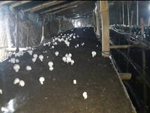 मशरूम की खेती के लिए युवक का जुनून, बीटीसी की पढ़ाई के बाद नहीं की नौकरी