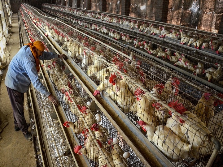Retail and wholesale Prices of chicken crash 10 to 35 Percent due bird flu outbreak in ten states अब दस राज्यों में बर्ड फ्लू, चिकन की रिटेल कीमतें 35 फीसदी तक गिरीं