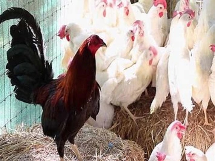 Meerut alert on bird flu, chicken sales also fall ANN बर्ड फ्लू को लेकर मेरठ में बरती जा रही है सतर्कता, चिकन की बिक्री में भी आई गिरावट