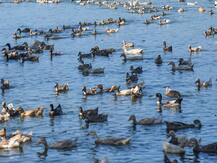 दिल्ली: 10 बत्तखों की मौत के बाद संजय झील बंद, जांच के लिए लैब भेजे गए सैंपल