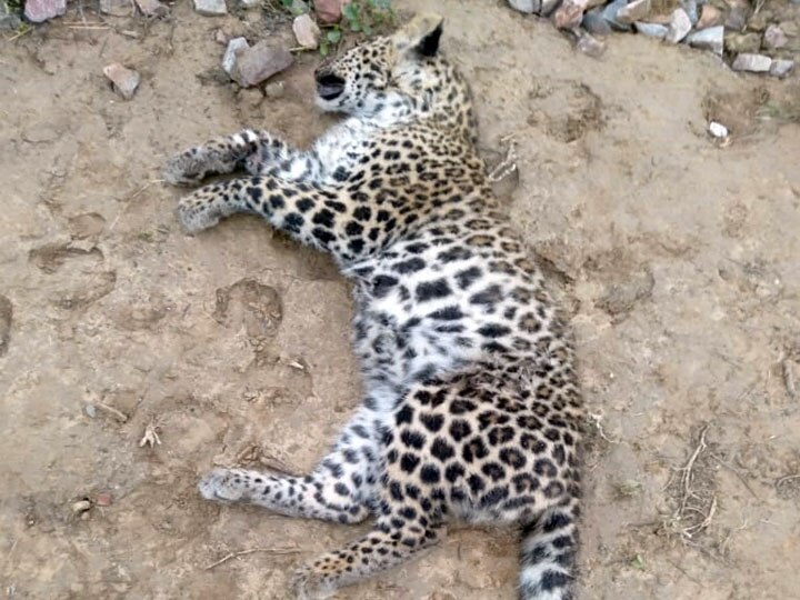 Baghpat leopard died hit by train ann ट्रेन की चपेट में आने की वजह से गई मादा तेंदुए की जान, पोस्टमार्टम के लिए बरेली भेजा गया शव