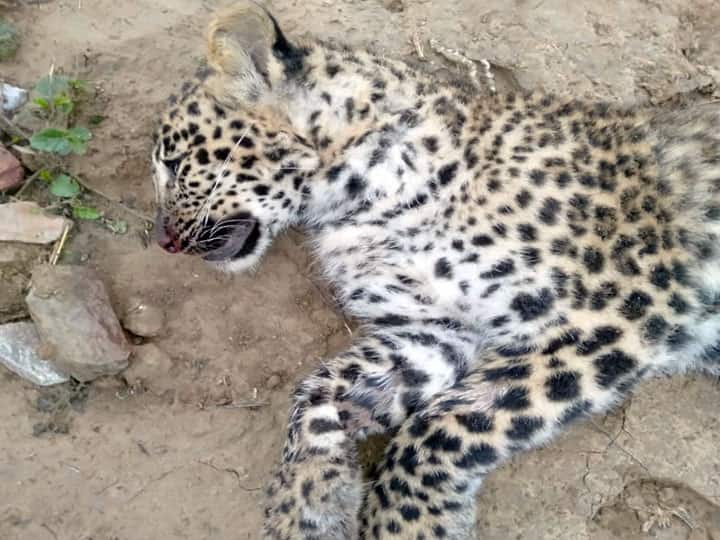 ट्रेन की चपेट में आने की वजह से गई मादा तेंदुए की जान, पोस्टमार्टम के लिए बरेली भेजा गया शव