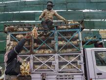 बर्ड फ्लू की आशंका के बीच 10 दिनों तक बंद रहेगी दिल्ली की गाजीपुर मुर्गा मंडी, सीएम केजरीवाल ने किया एलान