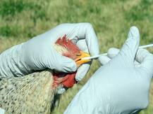 बर्ड फ्लू को लेकर यूपी में हाई अलर्ट, कन्नौज जिले का पशुपालन विभाग भी हुआ सतर्क