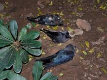 दिल्ली के चिड़ियाघर में सामने आया बर्ड फ्लू का पहला मामला, सैंपल की रिपोर्ट पॉजिटिव