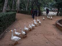 दिल्ली के चिड़ियाघर के सैंपल की जांच में बर्ड फ्लू की पुष्टि, 3 फरवरी को भेजे गए थे सैंपल