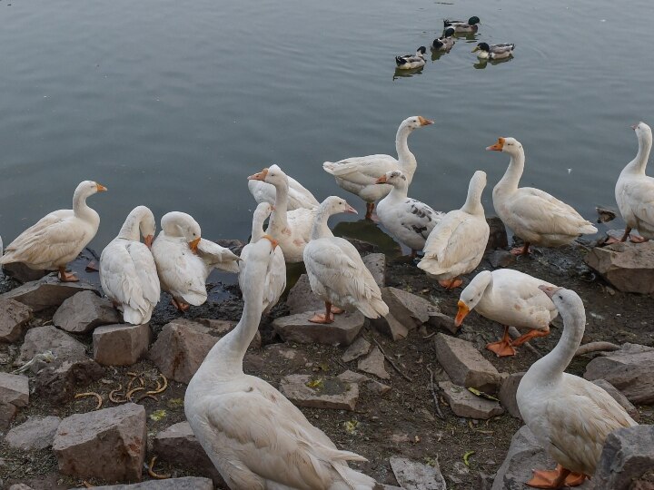 Animal Husbandry Department team reached Sanjay lake after confirmation of bird flu in Delhi ANN दिल्ली में बर्ड फ्लू की पुष्टि के बाद संजय झील पहुंची पशुपालन विभाग की टीम, नगर निगम ने बुलाई आपात बैठक