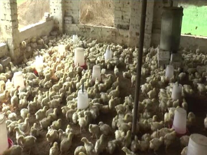 Gorakhpur Poultry farming business suffers due to bird flu ann बर्ड फ्लू की आशंका के बीच पोल्‍ट्री उद्योग चलाने वालों की बढ़ी परेशानी, जानें- क्यों औने-पौने दाम पर बिक रहे हैं मुर्गे