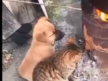 Viral video: जब ठंड से बचने के लिए पप्पी और किटेन ने कर ली दोस्ती, देखें ये क्यूट वीडियो