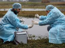 सहारनपुर में अब मोर की मौत से हड़कंप, डॉक्टरों ने बताया ठंड को वजह