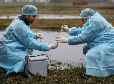 सहारनपुर में अब मोर की मौत से हड़कंप, डॉक्टरों ने बताया ठंड को वजह सहारनपुर में अब मोर की मौत से हड़कंप, डॉक्टरों ने बताया ठंड को वजह