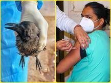 बड़ी खबरें | दिल्ली समेत नौ राज्यों में फैला बर्ड फ्लू, कोरोना वैक्सीन पर पीएम की बड़ी बैठक आज