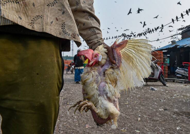 Bird Flu Latest Update: जानिए दिल्ली समेत देश के किन-किन राज्यों में फैला बर्ड फ्लू, क्या हैं तैयारियां Bird flu Latest Update: Delhi and Maharashtra Confirm Bird Flu, total nine States Affected Bird Flu Latest Update: जानिए दिल्ली समेत देश के किन-किन राज्यों में फैला बर्ड फ्लू, क्या हैं तैयारियां