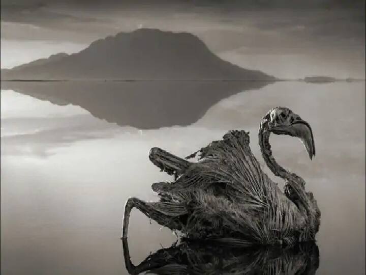दुनिया की रहस्यमयी झील, जिसमें जाने वाले पक्षी बन गए पत्थर Mysterious lake of the world, in which birds become stones दुनिया की रहस्यमयी झील, जिसमें जाने वाले पक्षी बन गए पत्थर