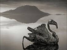 दुनिया की रहस्यमयी झील, जिसमें जाने वाले पक्षी बन गए पत्थर