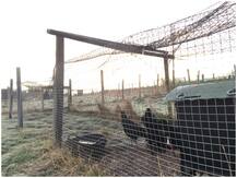 महाराष्ट्र के परभणी में बर्ड फ्लू से 800 मुर्गियों की मौत की पुष्टि, लगाई गई पाबंदियां