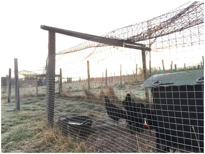 महाराष्ट्र: एक हजार पक्षियों की मौत, नमूने जांच के लिए भेजे गए, 9 जिलों में फैल चुका है बर्ड फ्लू Samples were sent for examination after one thousand birds were found dead in Maharashtra, bird flu has spread in 9 districts महाराष्ट्र: एक हजार पक्षियों की मौत, नमूने जांच के लिए भेजे गए, 9 जिलों में फैल चुका है बर्ड फ्लू