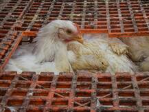 बर्ड फ्लू: दिल्ली में नहीं बिकेगा बाहर का पैक चिकन, केजरीवाल सरकार ने लगाई पाबंदी