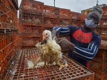 देश के 10 राज्यों में बर्ड फ्लू की पुष्टि, कौवों-मैना की मौत से अब झारखंड में भी बड़ा संक्रमण का खतरा