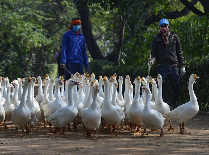 Bird flu spread in 10 states of the country including Uttarakhand, know more about Avian Influenza Bird Flu: अब उत्तराखंड समेत देश के 10 राज्यों में फैला बर्ड फ्लू, मुंबई में BMC ने जारी की हेल्पलाइन 