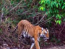 उत्तराखंड में कॉलर आईडी हटाकर जंगल की तरफ भागा बाघ, सरकार के इस बड़े प्रोजेक्ट पर उठे सवाल