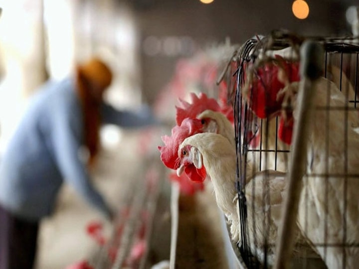 Bird flu case found in Ahmedabad's poultry form अहमदाबाद के पोल्ट्री फॉर्म में मिले बर्ड फ्लू के केस, प्रशासन ने मीट, चिकन और अंडे की बिक्री पर लगाया प्रतिबंध