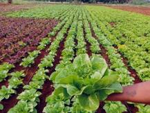 सरकार की नीतियों पर भी भरोसा कर रहे हैं किसान, 30 मीट्रिक टन हरी मिर्च, टमाटर विदेश में किया निर्यात