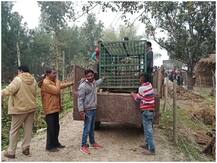 श्रावस्ती में टाइगर दिखने से मचा हड़कंप, घरों में कैद हुए लोग