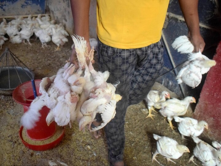 Bird Flu North And South Delhi municipal corporation put a ban on sale of chicken Bird Flu: दिल्ली के ज्यादातर इलाकों में चिकन की बिक्री पर लगी रोक, होटल में परोसने पर भी पाबंदी