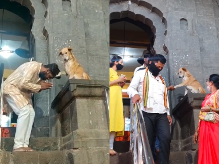 dog shaking hands with people outside Siddhivinayak temple video went viral महाराष्ट्र: अहमदनगर के सिद्धिविनायक मंदिर के बाहर लोगों से हाथ मिलाता दिखा कुत्ता, वायरल हो रहा वीडियो