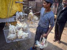 Bird Flu Prevention: चिकन-अंडा खाते हैं तो जरूर पढ़ें ये खबर, दिल्ली सरकार ने जारी की एडवाइजरी