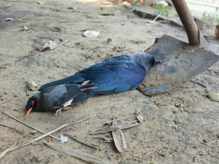 Fact Check: birds die due to Jio 5G testing, know reality फैक्ट चेक: Jio की 5G की टेस्टिंग की वजह से पक्षियों के मरने का दावा, जानें हकीकत