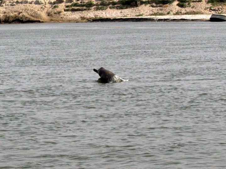 Dolphin seen in ganga river in Badaun ann बदायूं से आई अच्छी खबर, नौ जगह देखी गई डॉल्फिन, शासन को भेजी जाएगी प्रोजेक्ट रिपोर्ट