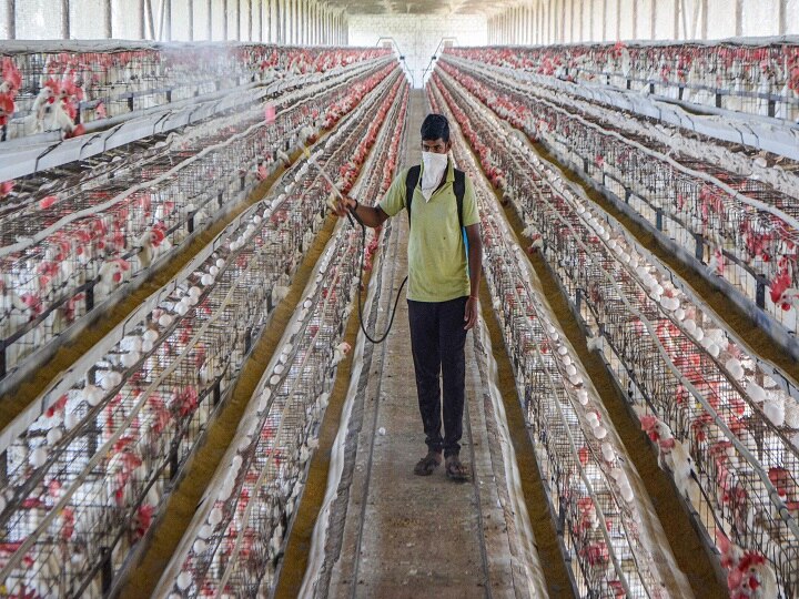 Bird flu Centre asks states not to ban supply of poultry from other states बर्ड फ्लूः दिल्ली में 'चिकन' की बिक्री पर रोक, केंद्र ने राज्यों से कहा- मुर्गों की आपूर्ति पर न लगाएं प्रतिबंध