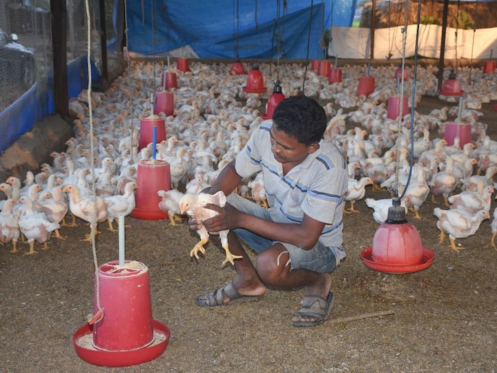 Bird Flu Updates: 443 more birds killed in Rajasthan, avian influenza spread in 10 states of the country Bird Flu Updates: राजस्थान में 443 और पक्षियों की मौत, अबतक देश के 10 राज्यों में फैला एवियन इन्फ्लूएंजा