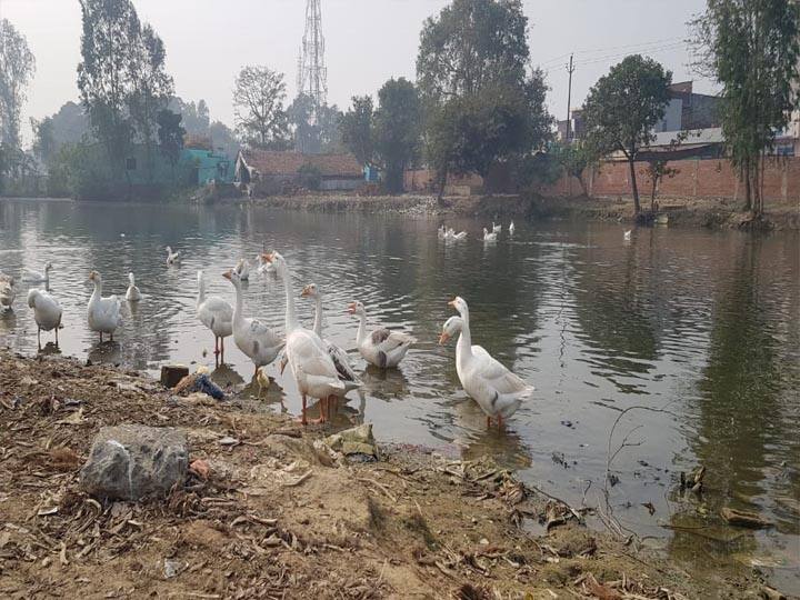 पीलीभीत में बर्ड फ्लू की पुष्टि के बाद ग्रामीणों में दहशत, डीएम ने पशुपालन विभाग को जारी किये निर्देश Villagers scared after Bird Flu case in Pilibhit ann पीलीभीत में बर्ड फ्लू की पुष्टि के बाद ग्रामीणों में दहशत, डीएम ने पशुपालन विभाग को जारी किये निर्देश