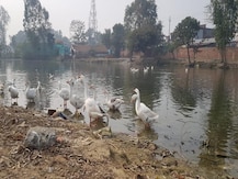 पीलीभीत में बर्ड फ्लू की पुष्टि के बाद ग्रामीणों में दहशत, डीएम ने पशुपालन विभाग को जारी किये निर्देश
