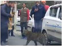 Viral Video: सड़क पर घूम रहे तेंदुआ का वीडियो बनाने लगे लोग, फिर हुआ कुछ ऐसा