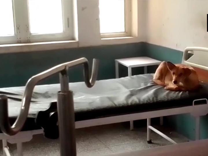 Dogs roaming in the ward of district hospital of Moradabad मुरादाबाद के जिला अस्पताल में कुत्तों का आतंक, वार्ड के भीतर से आई हैरान करने वाली तस्वीर