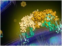 डेंगू वायरस को फैलने से रोकने में मददगार एंटीबॉडी की खोज, प्रभावी इलाज का खोल सकता है रास्ता-रिसर्च
