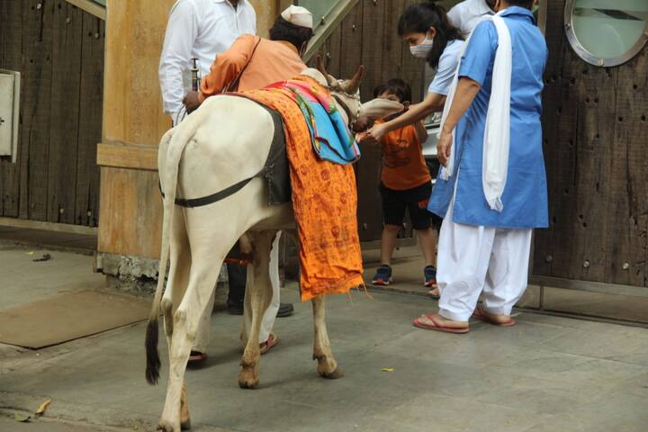 तैमूर खुद भी दौरान गाय को देखकर काफी एक्साइटेड दिखाई दिए. (Photo Credit: Manav Maglani)