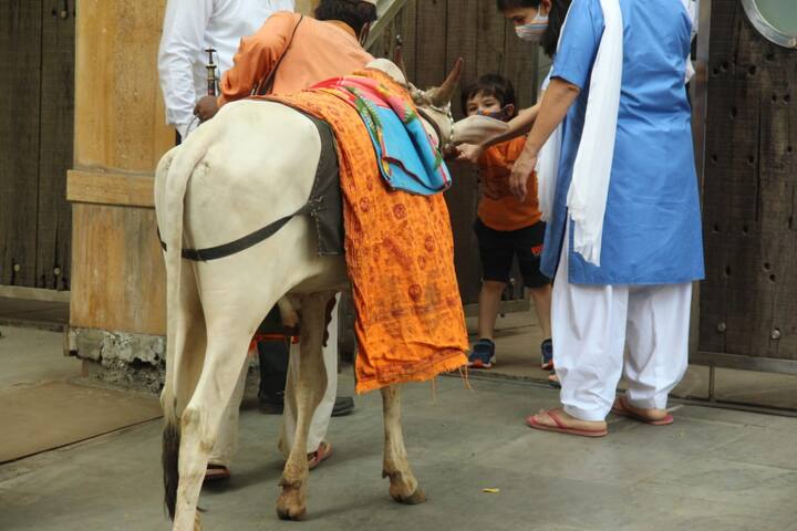 आए दिन तैमूर की कभी घुड़सवारी करते तो कभी खेलते तस्वीरें सामने आती रहती हैं लेकिन ये पहली बार है जब यूं गाय को चारा खिलाते इनकी तस्वीरें सामने आई हैं. (Photo Credit: Manav Maglani)