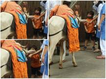 In Pics: गौ सेवा करते तैमूर अली खान की सामने आईं बेहद क्यूट तस्वीरें, घर के बाहर खिलाया चारा