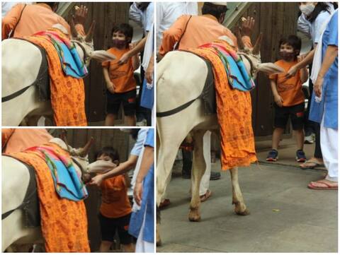 In Pics: गौ सेवा करते तैमूर अली खान की सामने आईं बेहद क्यूट तस्वीरें, घर के बाहर खिलाया चारा In Pics: गौ सेवा करते तैमूर अली खान की सामने आईं बेहद क्यूट तस्वीरें, घर के बाहर खिलाया चारा