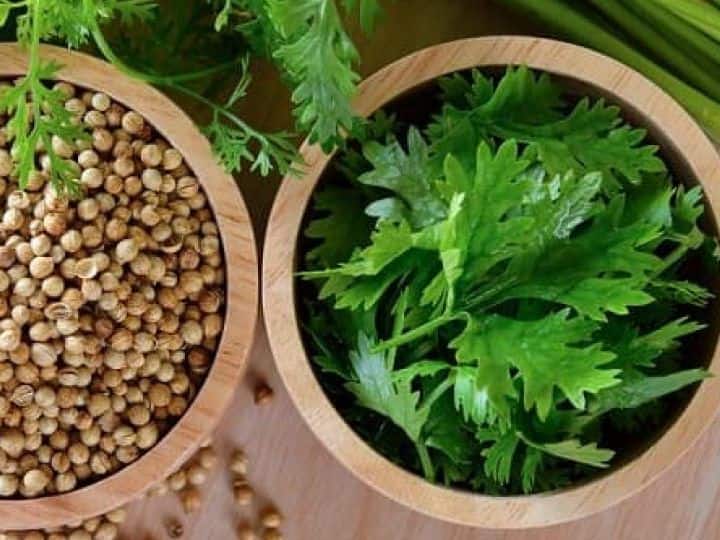 Coriander is beneficial for diabetes, know how to use डायबिटिज के मरीजों के लिए रामबाण है धनिया, ऐसे करें इस्तेमाल