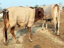 गायों को ठंड से बचाने के लिए कैदियों ने बनाए खास cow कोट, जेल अधीक्षक अकरम खान ने निभाई बड़ी भूमिका